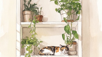 Plantas aptas para gatos: cuáles son las alternativas recomendadas y cómo cuidarlas