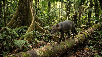 Perro de pelaje gris oscuro y orejas pequeñas camina sobre un tronco con musgo rodeado de helechos y raíces grandes en una selva.