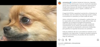 Los presuntos responsables afirmaron que sufrieron un engaño por parte de la empresa internacional contratada para el traslado de las mascotas - crédito animalesbog/IG