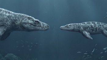 Dos reptiles marinos con aletas y cola nadan en el fondo del océano. Hay pequeños peces, corales y un lecho marino arenoso con rocas.