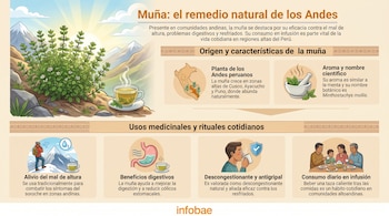 Infografía sobre la muña, mostrando la planta en un entorno andino, una taza de infusión y sus diversos usos medicinales y beneficios.