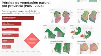 Infografía con gráfico de barras que muestra la pérdida de vegetación natural por provincia en Argentina entre 1985 y 2024, con seis pares de mapas de provincias.