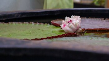 Por primera vez floreció una