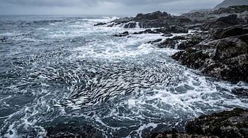 Peces plateados agrupados en agua marina con espuma junto a rocas oscuras de la orilla.