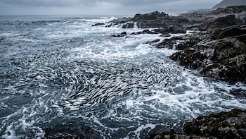 Miles de sardinas aparecen muertas frente a Sudáfrica: investigan si un virus es el responsable