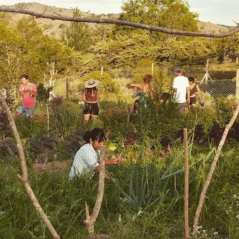 Varias personas trabajan en un huerto rodeado de vegetación y colinas al fondo