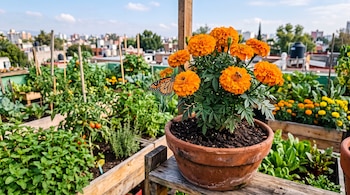 Una maceta de barro con flores naranjas, una mariposa monarca y huertos de madera en una azotea con edificios al fondo.