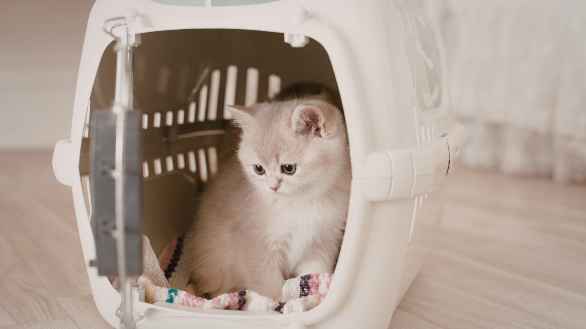 Un gato se sienta, asustado, en su transportín. (Canva)