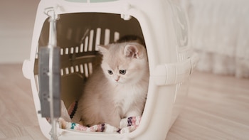 Un gato se sienta, asustado, en su transportín.