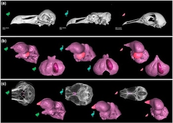 Tres paneles con letras a, b y c presentan escaneos tridimensionales de cráneos de aves y modelos digitales de moldes endocraneales