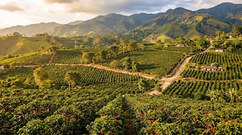 Panorámica de plantaciones de café en laderas montañosas. Se ven arbustos verdes, algunos con bayas rojas, caminos de tierra, árboles y casas en la distancia.