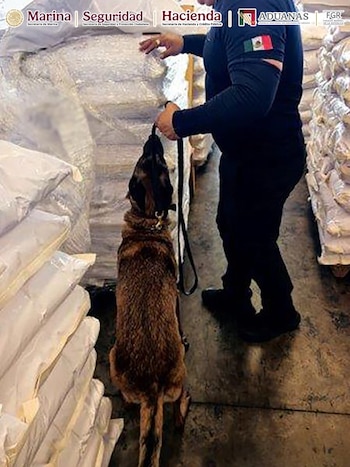Autoridades localizaron y decomisaron la sustancia. (X @GabSeguridadMX)