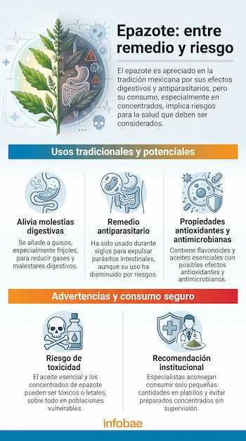 Infografía sobre el epazote con la ilustración de una planta, iconos del sistema digestivo, advertencias de toxicidad y el logotipo de Infobae.