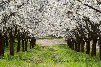 Valle de Caderechas, en Burgos.
