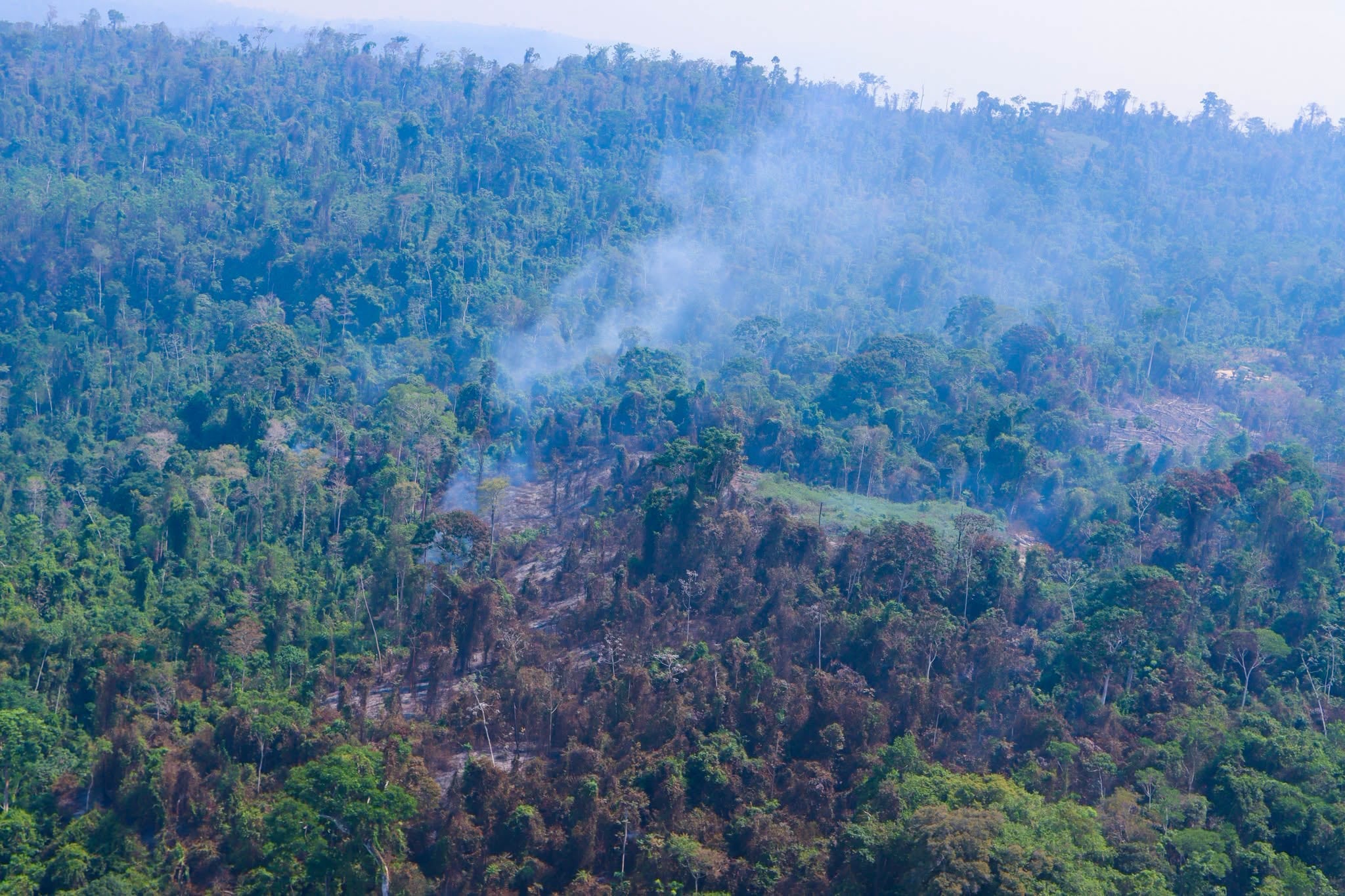 Un incendio forestal afecta áreas boscosas de la comunidad nativa de Tincareni, en el distrito de Río Tambo, provincia de Satipo. (Foto: Infonoti Digital / Facebook)
