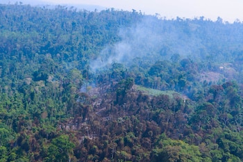Vista aérea de una selva tropical verde con columnas de humo blanco que emergen de un área deforestada y quemada