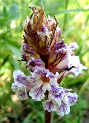 Una orobanche crenata en Grecia (Wikimedia Commons)