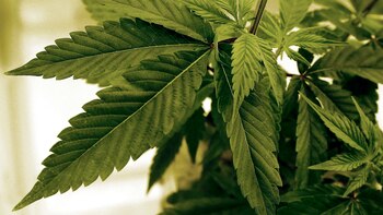 Invertir en cannabis: una alternativa