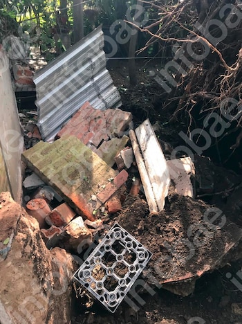 Pidió una inspección urgente por un árbol con riesgo de caída, el municipio demoró el trámite y el pino terminó aplastando su casa