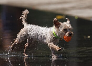 Un perro juega en el agua para refrescarse en Madrid Río. (Eduardo Parra/Europa Press)