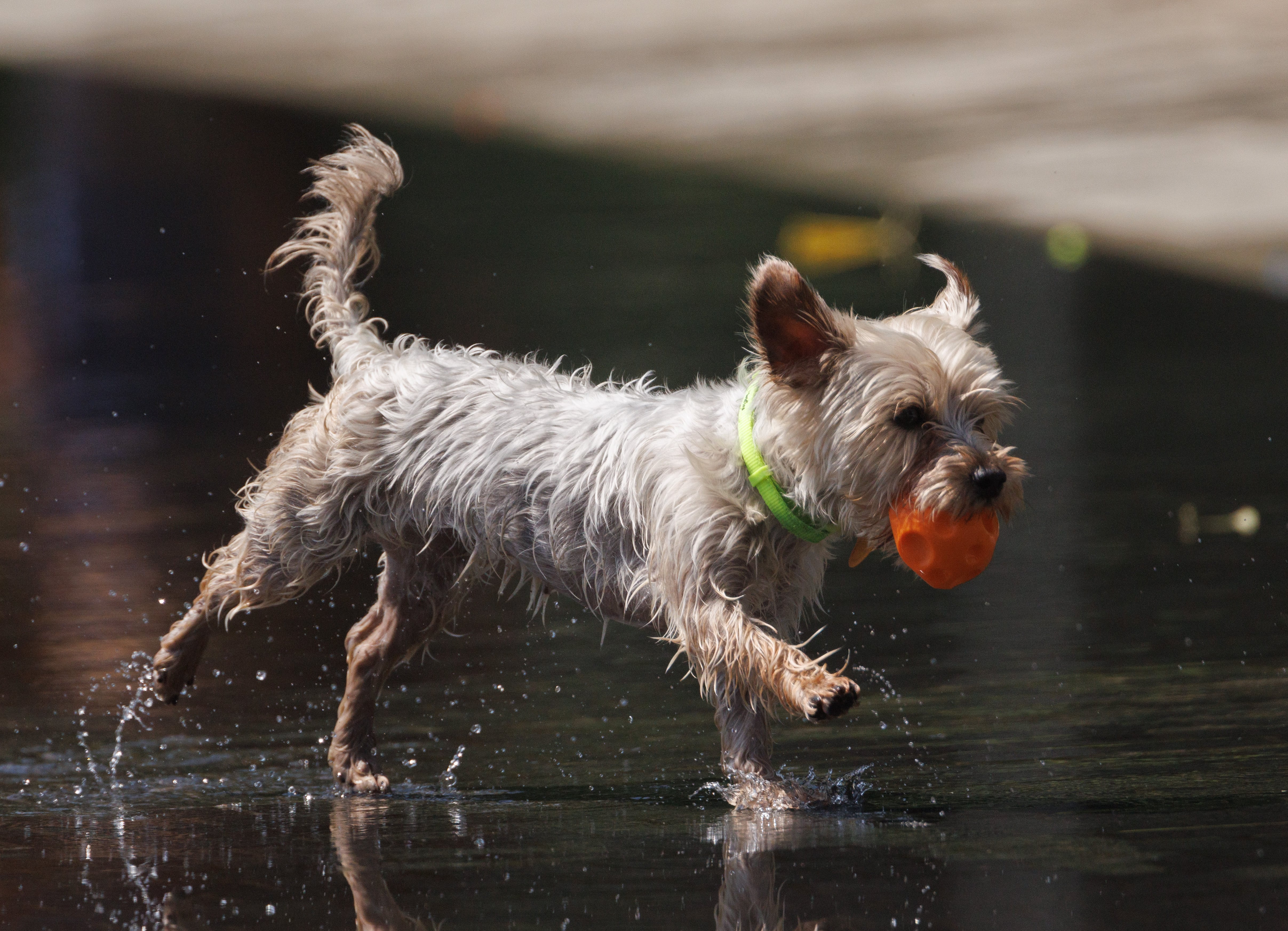 Un perro juega en el agua para refrescarse en Madrid Río. (Eduardo Parra/Europa Press)