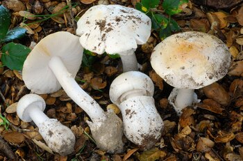 Varios hongos blancos con tallos gruesos y sombreros redondos, algunos con suciedad, yacen sobre hojas secas y follaje verde en el suelo