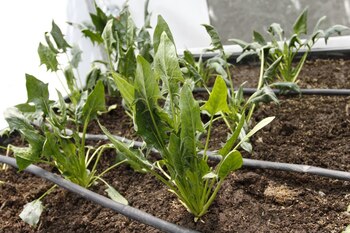 La Semarnat pretende impulsar el