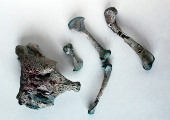 Fotografía cedida por la Universidad