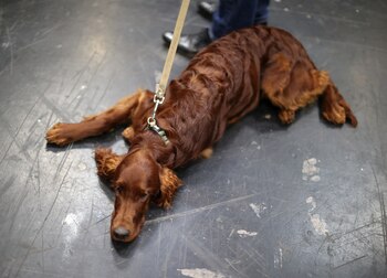 An Irish Setter is seen resting on the fourth day of the Crufts Dog Show in Birmingham, Britain, March 13, 2022. REUTERS/Molly Darlington