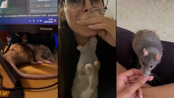 El caso se hizo viral
credito:(@whatifsofia/TikTok)