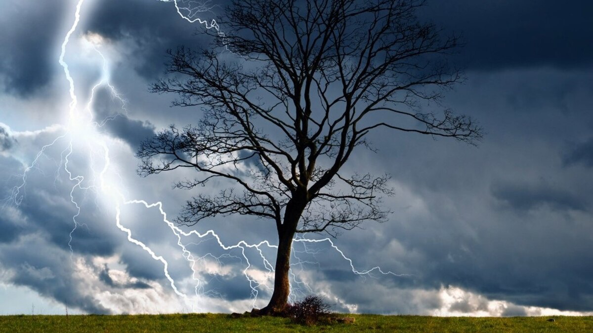 Los rayos destruyen 320 millones de árboles en el mundo cada año - Infobae