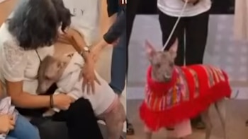 Perrita Molly vuelve al Perú desde Egipto tras muerte de su dueña y se convierte en símbolo de duelo y recuerdo