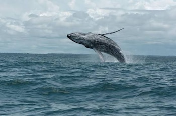 Una ballena jorobada y su cría permanecen en las aguas cálidas del Pacífico colombiano durante la temporada migratoria - crédito Parques Nacionales y Naturales de Colombia