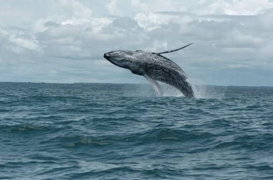 Una ballena jorobada y su cría permanecen en las aguas cálidas del Pacífico colombiano durante la temporada migratoria - crédito Parques Nacionales y Naturales de Colombia