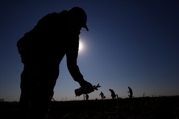 Trabajadores de la cosecha de