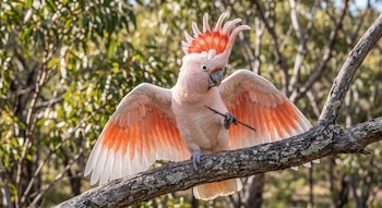 Cacatúa rosada con cresta roja que extiende sus alas y sostiene una pequeña rama con una pata sobre la rama de un árbol