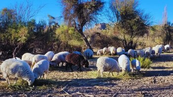 ¿Puede la genética salvar a