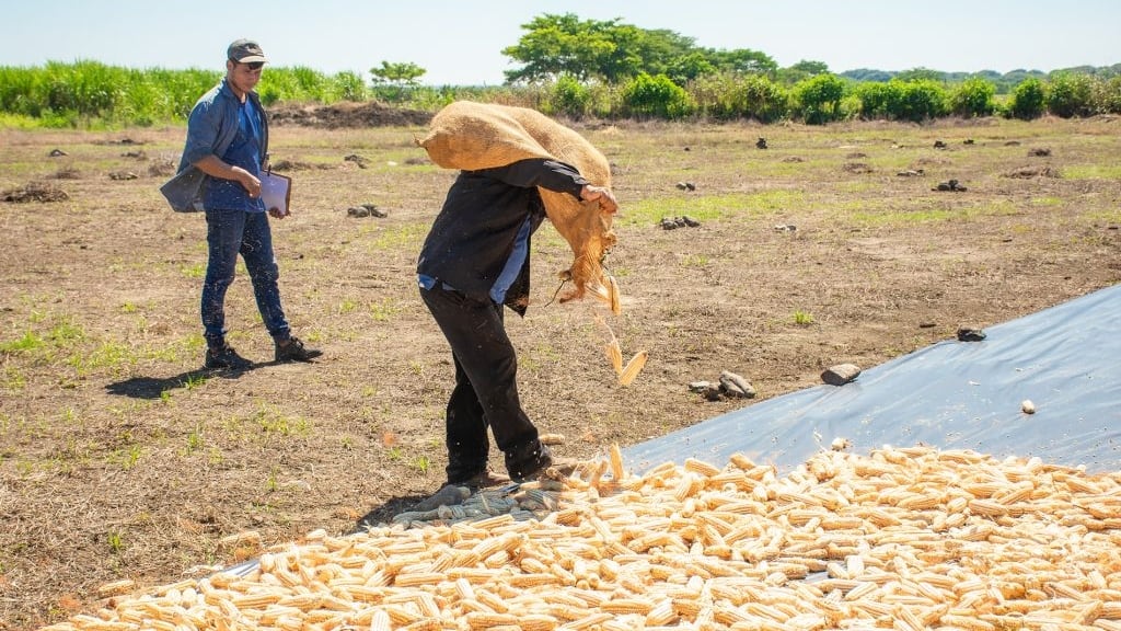 Las pérdidas del ciclo agrícola equivalen al 20% de lo sembrado y ponen en riesgo la producción interna de granos básicos. (Foto cortesía MAG)