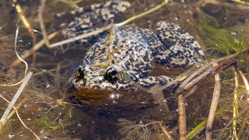 Liberan más de 10.000 ranas en peligro de extinción: el operativo en California para recuperar sus poblaciones