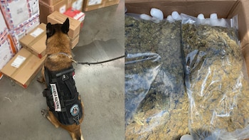 En Culiacán fue asegurada marihuana