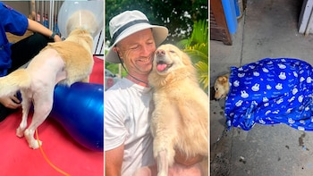 Matilda, la perrita atropellada en