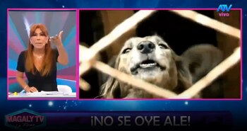 Magaly Medina pone contra las cuerdas a Sergio Baigorria por caso de perros y gatos: “Eso no es vida”. Captura: Magaly TV La Firme.