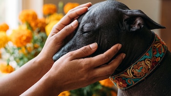 Cuáles son los cuidados que deben tener en la piel los perros Xoloitzcuintles