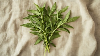 La planta artemisia es reconocida