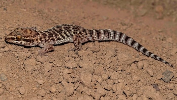 Gecko de Lima: Parque de las Leyendas realizará charla gratuita sobre el reptil amenazado que habita en las huacas