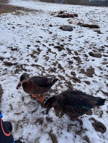 Dos patos pardos con iridiscencias verdes en las alas caminan sobre suelo nevado con parches de tierra y rocas pequeñas; al fondo se observa una masa de agua