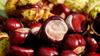 Castañas pilongas (Pixabay)