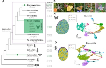 Diagrama filogenético de insectos, fotos de mariposas, esquemas de la estructura de ojos compuestos y dos gráficos UMAP de racimos celulares