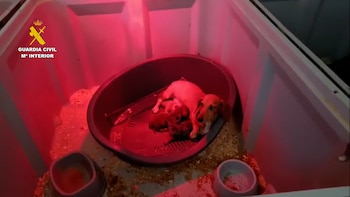 Dezenas de cães e gatos supostamente utilizados para criação e venda ilegal foram descobertos pela Guarda Nacional. (Guarda Civil)