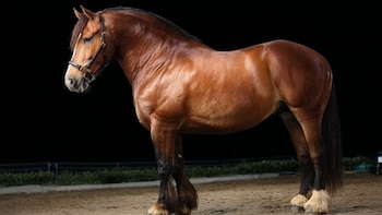 El caballo Bretón: fuerza, historia